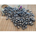 Chinese Health Snacks for People Watermelon Seeds
